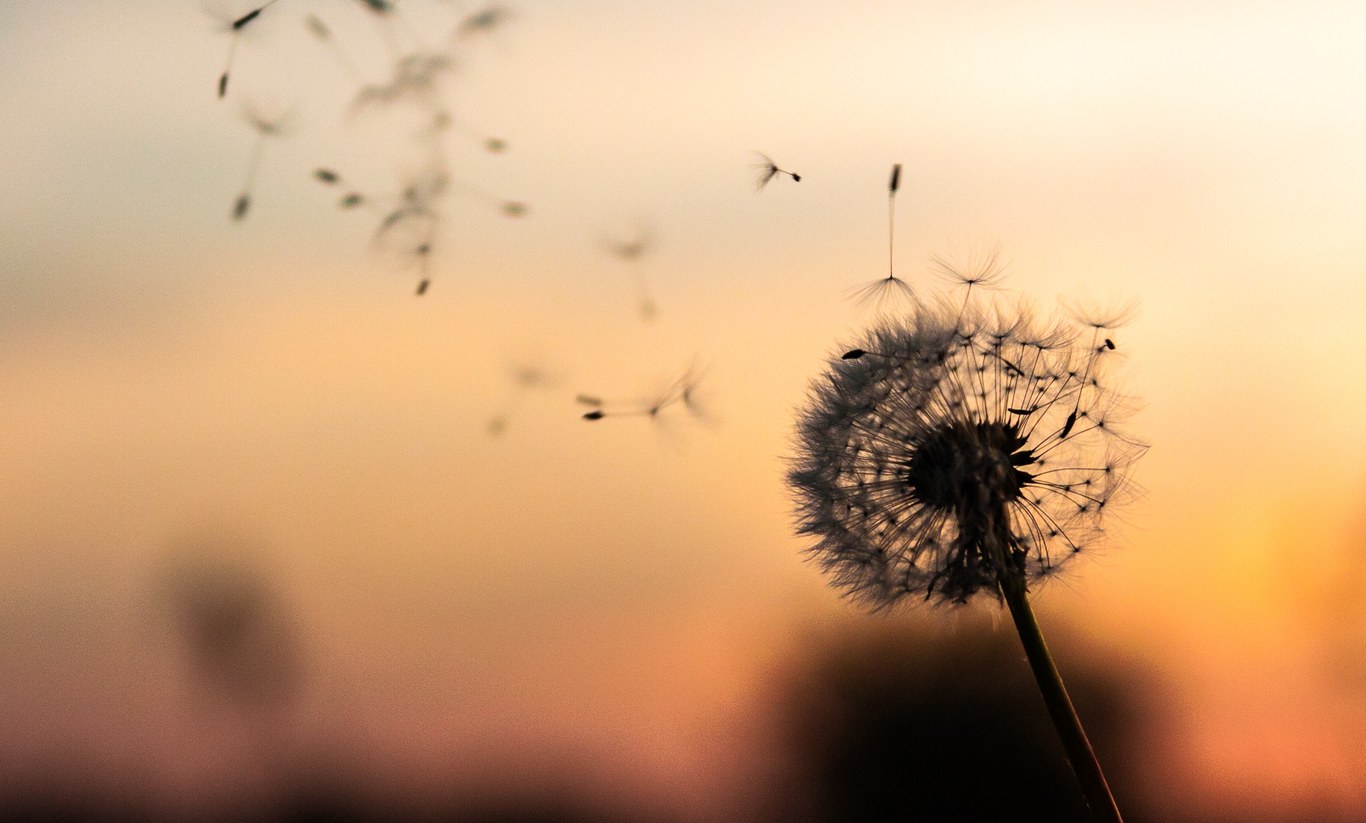 A close-up of a dandelion with many seeds blowing away in the wind against a soft, warm-toned background.