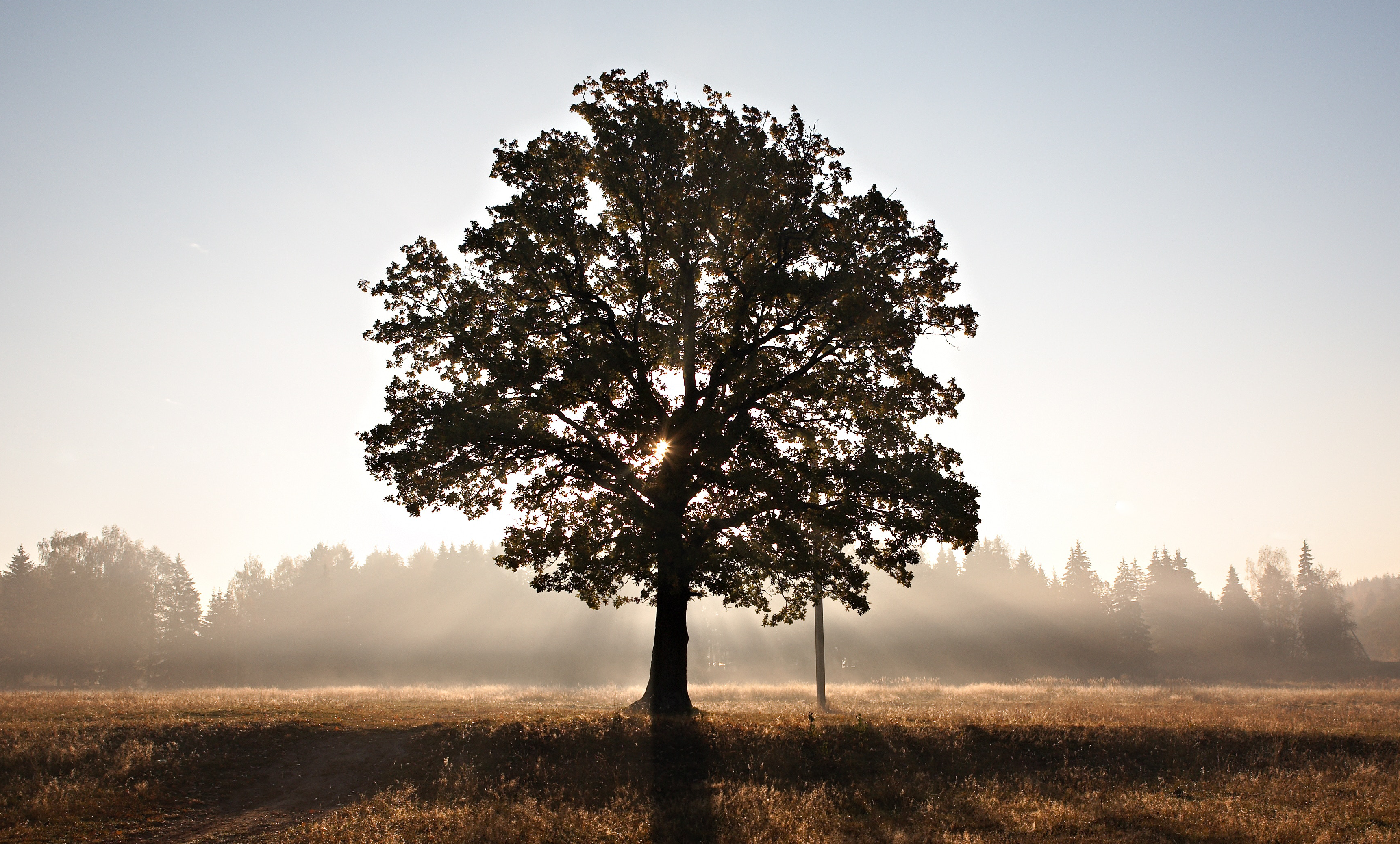 A large, mature tree stands silhouetted against a bright, hazy sunrise or sunset in a field.