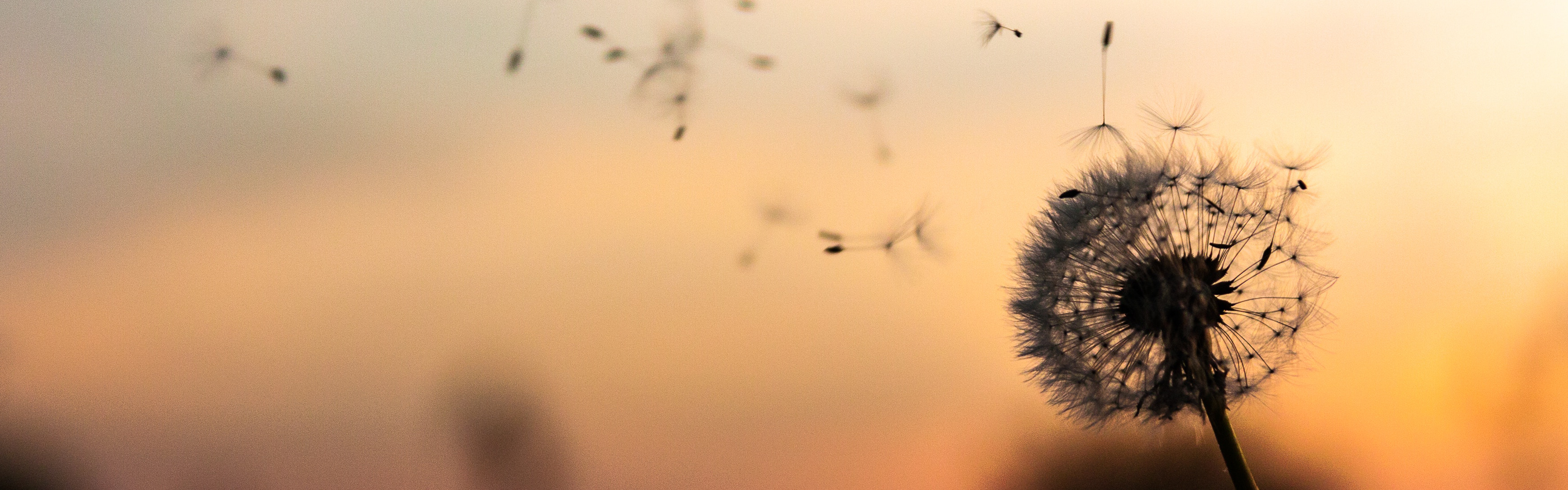A close-up of a dandelion with many seeds blowing away in the wind against a soft, warm-toned background.