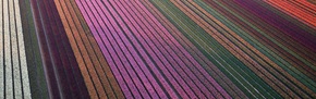 An aerial view of colorful striped fields, possibly tulips or other crops, stretching into the distance.