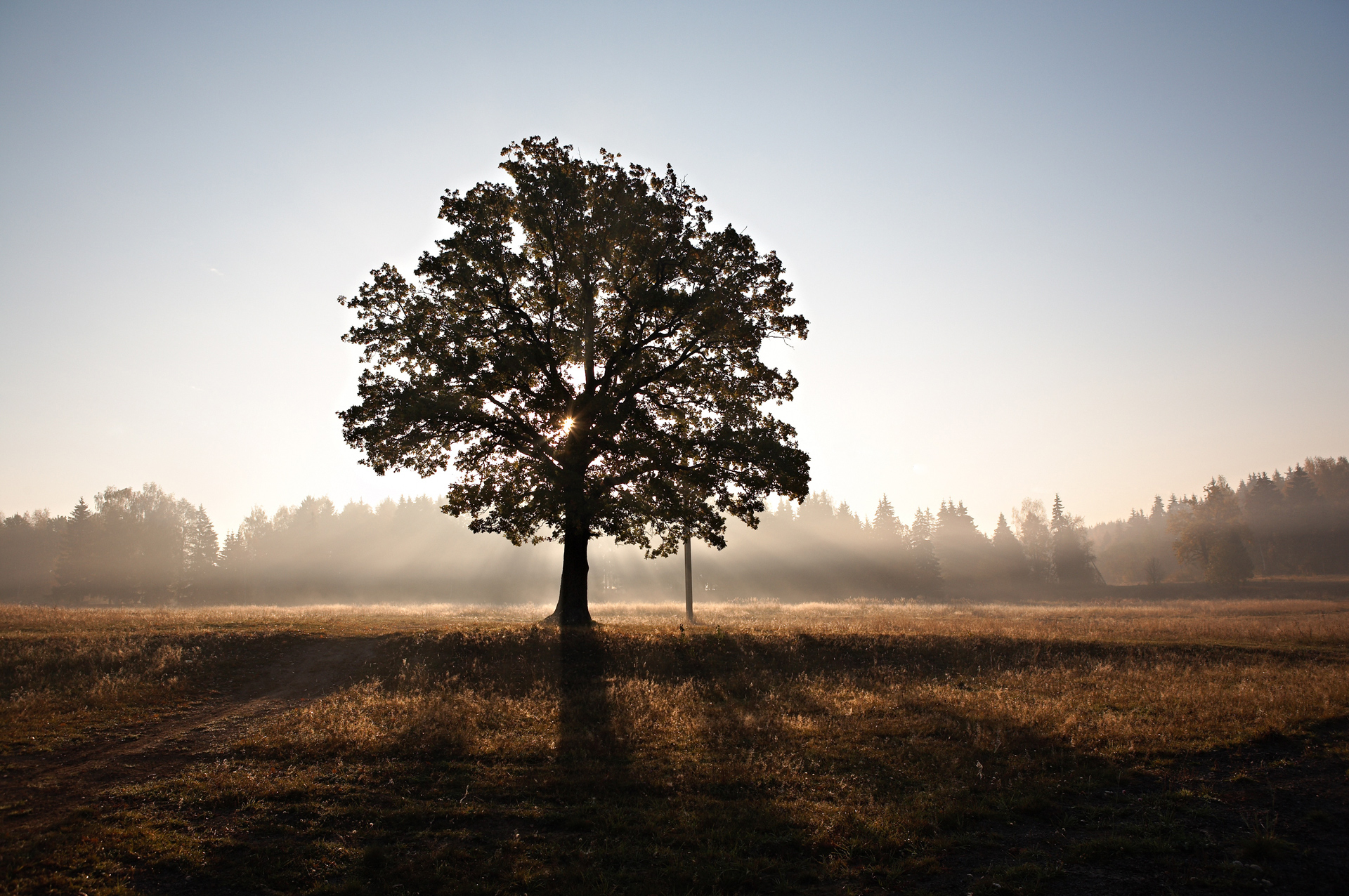 A large, mature tree stands silhouetted against a bright, hazy sunrise or sunset in a field.
